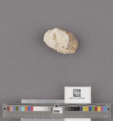 Anadara (Anadara) trilineata (Conrad)