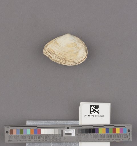 Macoma nasuta (Conrad)