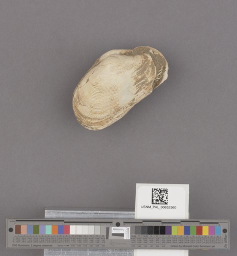 Platyodon cancellatus Conrad