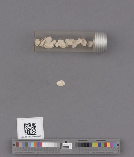 Tellina (Angulus) dupliniana Dall