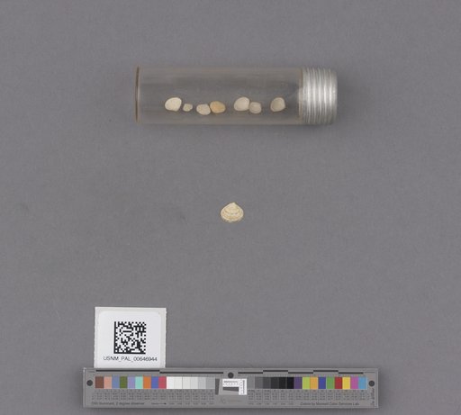 Gafrarium (Gouldia) metastriatum (Conrad)