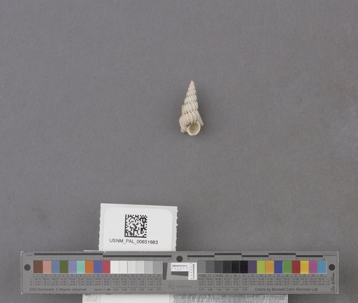 Epitonium indianorum (Carpenter)