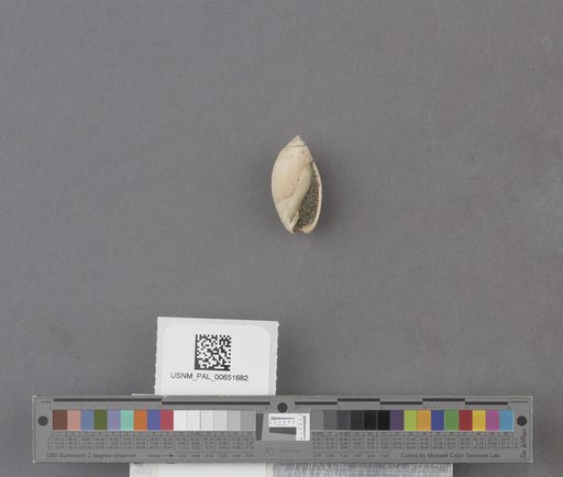 Olivella biplicata (Sowerby)