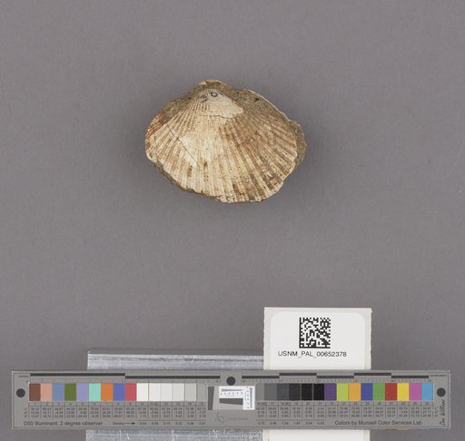 Anadara (Anadara) trilineata (Conrad)