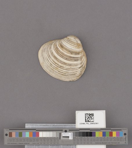 Pseudocardium densatum (Conrad)