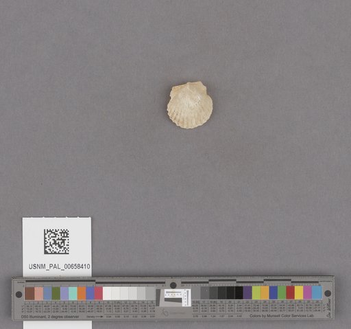 NSF ADBC EPICC TCN