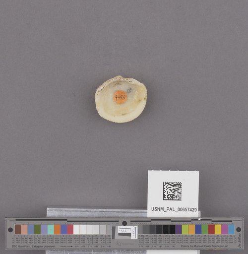 NSF ADBC EPICC TCN