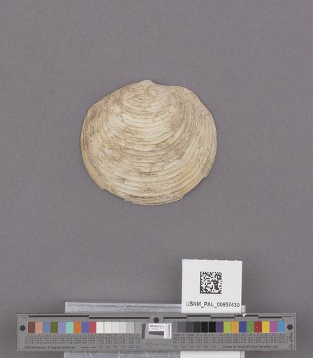 NSF ADBC EPICC TCN
