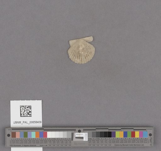 NSF ADBC EPICC TCN