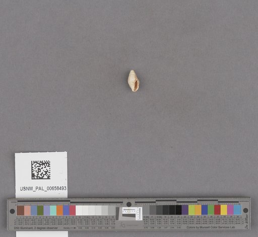 NSF ADBC EPICC TCN