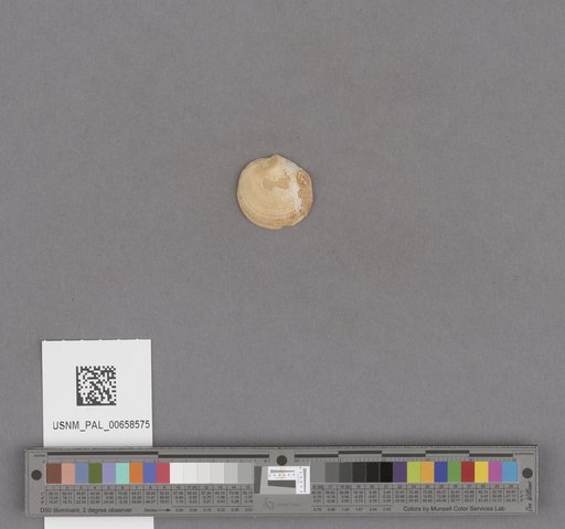 NSF ADBC EPICC TCN
