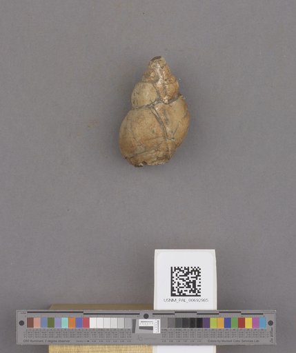 Gyrineum mediocre Dall