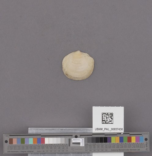 NSF ADBC EPICC TCN