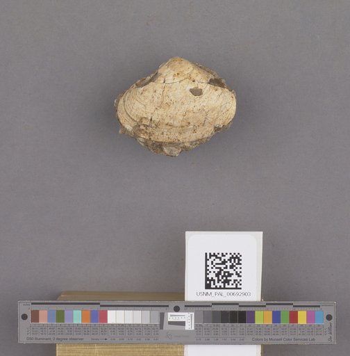 NSF ADBC EPICC TCN