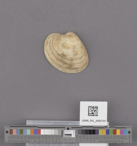 NSF ADBC EPICC TCN