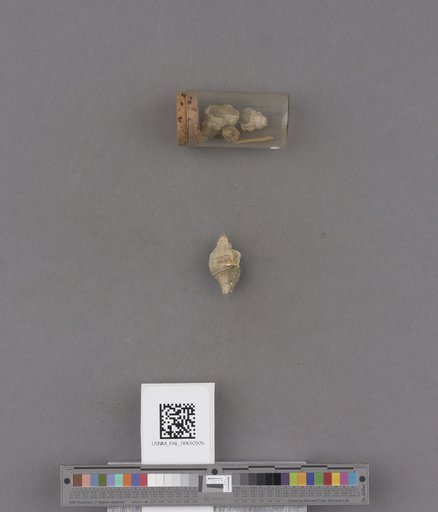 NSF ADBC EPICC TCN