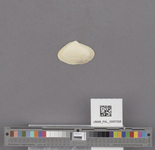 NSF ADBC EPICC TCN