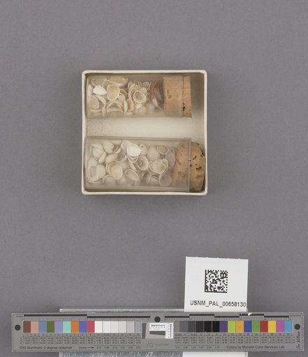 NSF ADBC EPICC TCN
