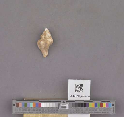 NSF ADBC EPICC TCN