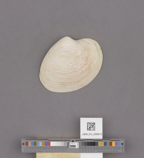 NSF ADBC EPICC TCN