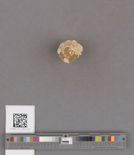 NSF ADBC EPICC TCN
