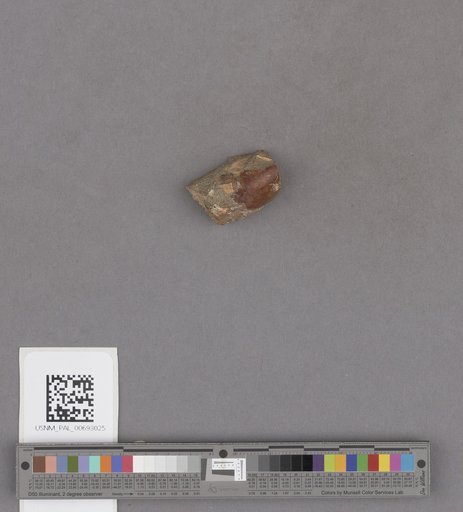 NSF ADBC EPICC TCN