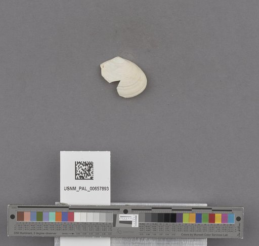 NSF ADBC EPICC TCN