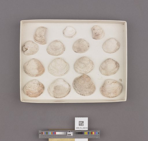 NSF ADBC EPICC TCN