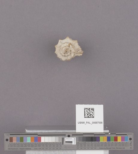 NSF ADBC EPICC TCN