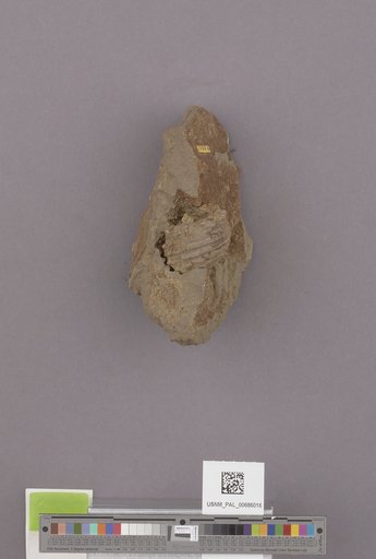NSF ADBC EPICC TCN