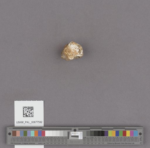 NSF ADBC EPICC TCN