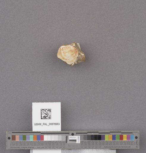 NSF ADBC EPICC TCN