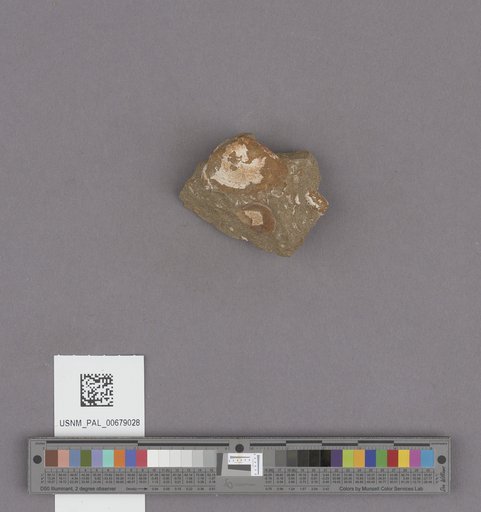 NSF ADBC EPICC TCN
