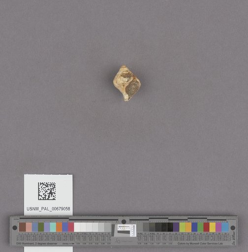 NSF ADBC EPICC TCN