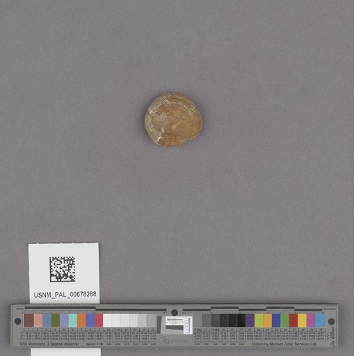 NSF ADBC EPICC TCN