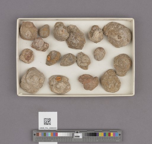 NSF ADBC EPICC TCN