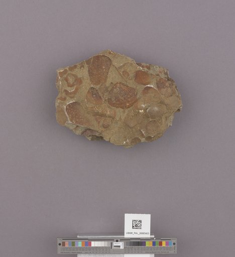NSF ADBC EPICC TCN