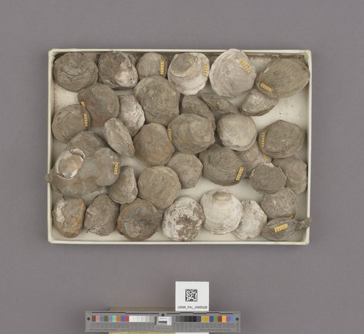 NSF ADBC EPICC TCN