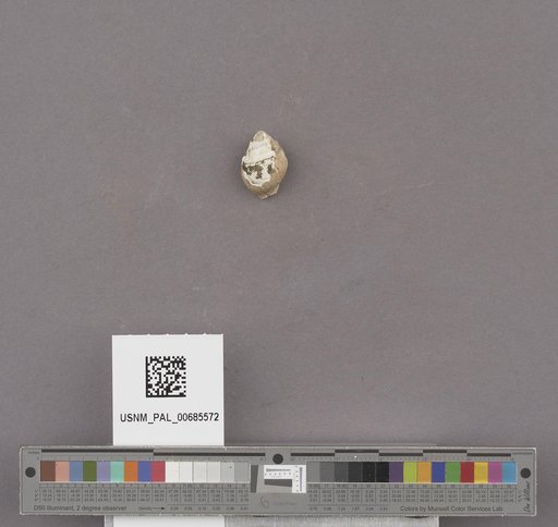 NSF ADBC EPICC TCN