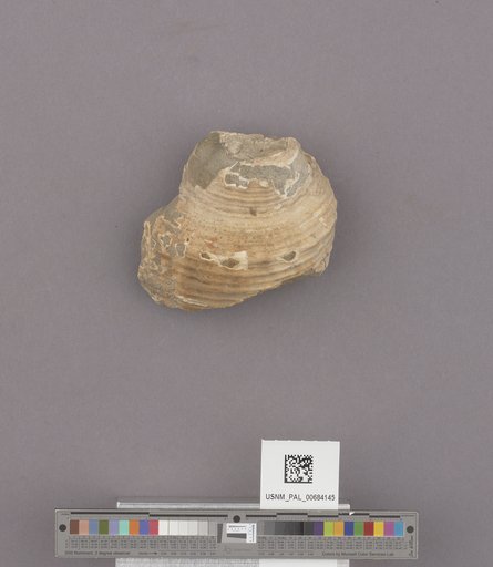 NSF ADBC EPICC TCN
