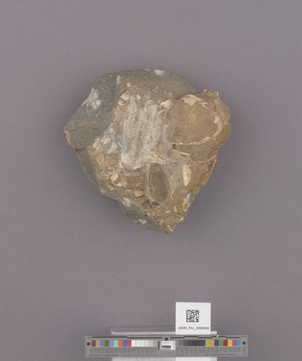 NSF ADBC EPICC TCN