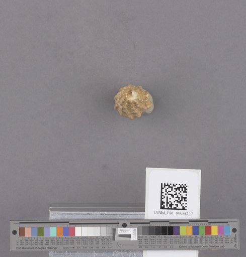 NSF ADBC EPICC TCN