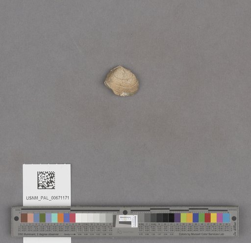 NSF ADBC EPICC TCN
