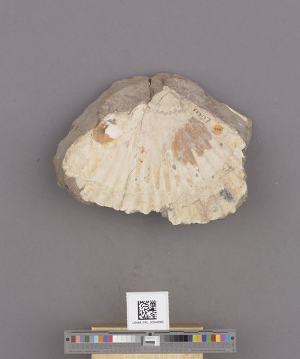 NSF ADBC EPICC TCN