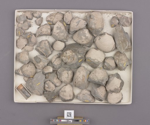NSF ADBC EPICC TCN