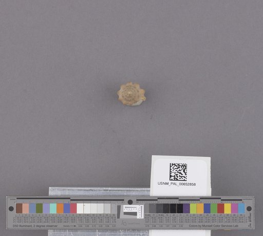 NSF ADBC EPICC TCN