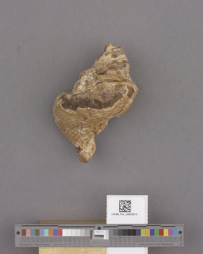 NSF ADBC EPICC TCN