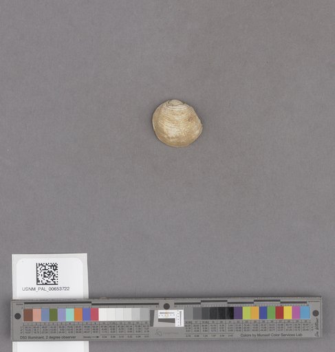 NSF ADBC EPICC TCN