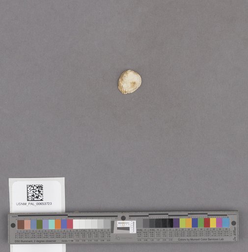 NSF ADBC EPICC TCN