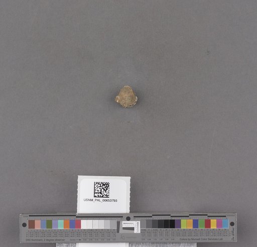 NSF ADBC EPICC TCN